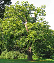 Châtaignier (Castanea sativa)