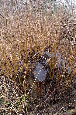 Coppice stool2.JPG