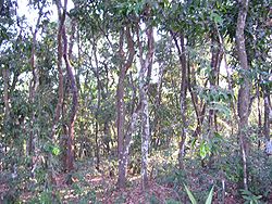 Une forêt d'Ebènes