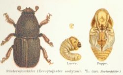 Scolytus scolytus 1 meyers 1888